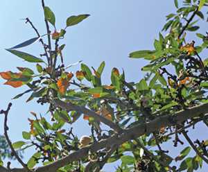 Think Before Pulling Out Trees With Almond Leaf Scorch Disease