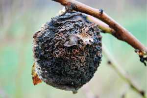 Now’s Your Chance To Get Ahead Of Brown Rot
