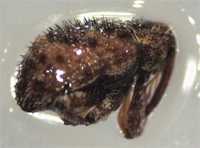 Invading Pest Intercepted At Gulf Port