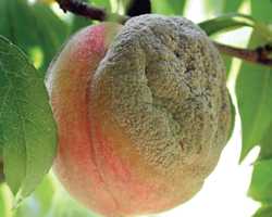 Developing A Brown Rot Resistance Kit