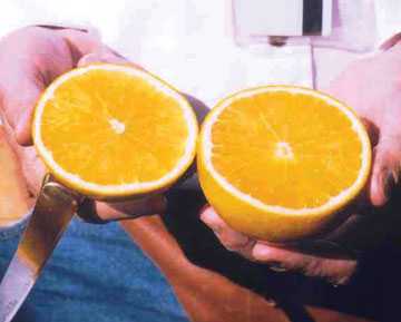 Navel Novelty in Fresh Market