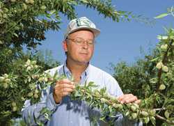 No Bees Necessary For Almonds