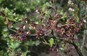 Battling Scorch And Shock In Blueberries