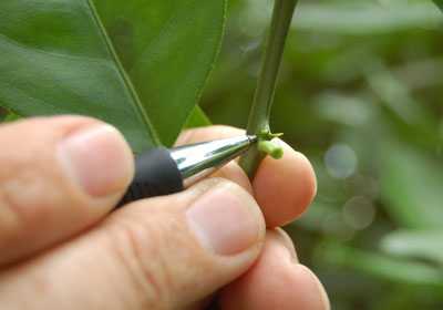 Florida Farmers Awarded For Innovation