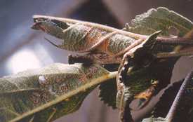 Light Brown Apple Moth Management From Down Under