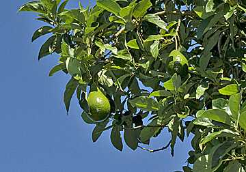 South Florida Avocado Growers On Alert