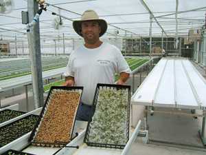 Microgreens Equal Mega Success