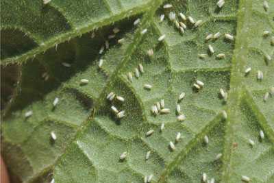 Whiteflies Cause Tomato Grower To Remove A Half Million Plants