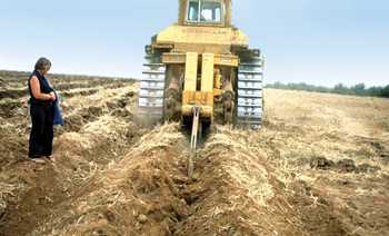 Evaluate Your Soil Before Planting Walnut Trees