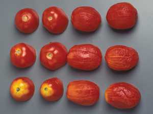 Tomato Fertilizing Tips