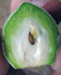Winter Injury Update On Peaches, Grapes, Cherries