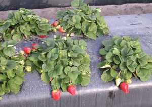 Undercover Strawberry Growing