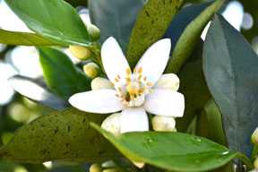For Florida Citrus Growers, There Is Reason To Be Optimistic