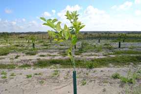Market Economist Examines The Citrus Planting Conundrum