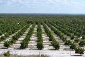 Government Shutdown Squeezes Florida Citrus Crop Forecast