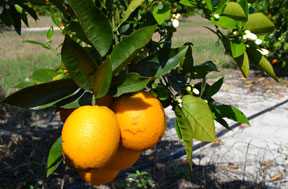 Florida Citrus Crop Estimate Clipped Again