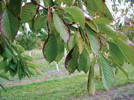 Add Nitrogen To Boost Cherry Quality