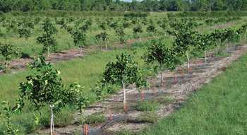 Help On The Horizon for Greening