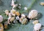Pest Of The Month: Cabbage Aphids