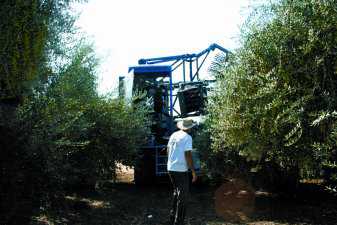Mechanizing Olive Harvesting