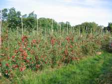New Technology, A Rising Pest Are All Part Of Lake Ontario Summer Fruit Tour