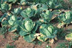 Pest Of The Month: Black Rot