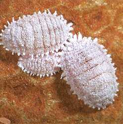 Tips To Manage Vine Mealybug