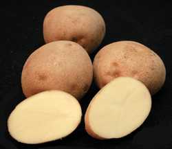 Michigan State University Produces New Potato