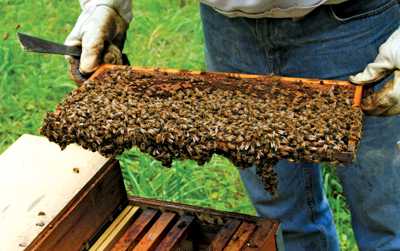 Florida Citrus Growers, Beekeepers Partner For Progress