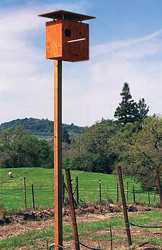 Rodent Control Tips For Vineyards