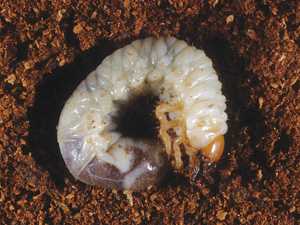 Pest Of The Month: White Grub