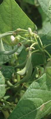 Dry Bean Industry Seeks Solutions to Temperature Stress