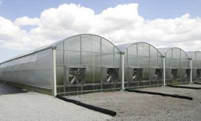 Disease Resistance Is A Priority In Greenhouse Vegetable Varieties