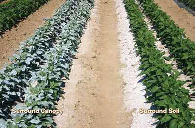 Mulch Repels Pests
