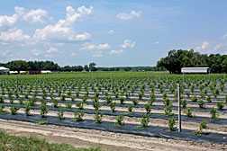 Real Estate Company Snaps Up Oregon Blueberry Farms