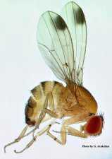 Most Wanted Pests