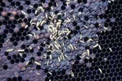 Blindsided By Hive Beetle