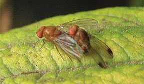 Berries Facing New Threat