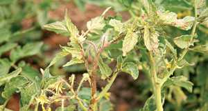 Mystery Virus Concerns Tomato Growers