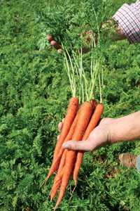 Future Organic Farmer Grant Established