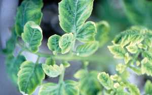 How To Manage Tomato Yellow Leaf Curl Virus