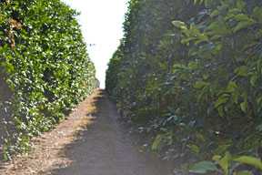 Florida Citrus Crop Forecast Back On Track