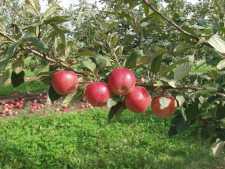Managed Varieties: The Great Debate