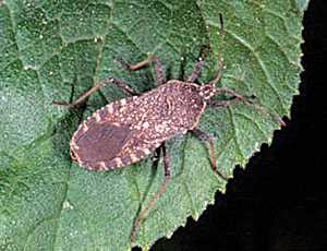 Pest Of The Month: Squash Bug