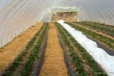 Help with High Tunnels