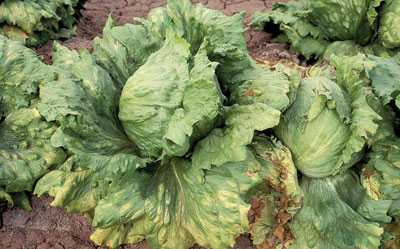Dealing  With Downy Mildew