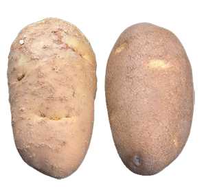 A Resistant Russet