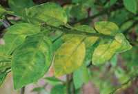 New Citrus Greening Case Confirmed In Texas