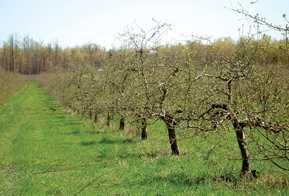 Cornell To Offer One-Day Tree Fruit Educational Session