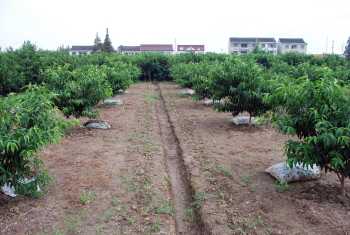﻿  FDA Seeks Public Comments On Assessing Risk of Raw Manure as Fertilizer